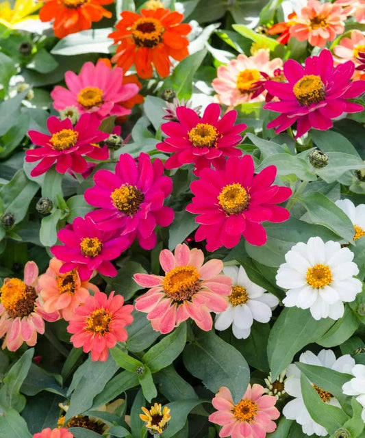 Zinnia Zahara Plant