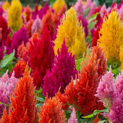 Celosia Plant