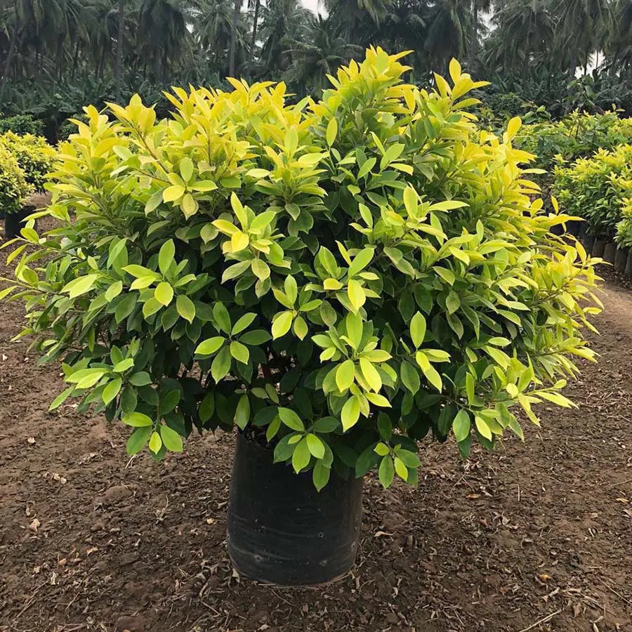 Buy Ficus Panda with convenient online shopping, Ficus Panda available for quick online delivery, Buy Ficus Panda plant online - unique and charming