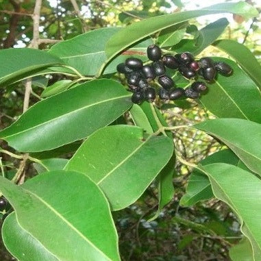 new live plants under 99, shop for best black jamun plant online, fresh plant for sale, live black jamun plant near you
