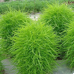 Kochia Plant