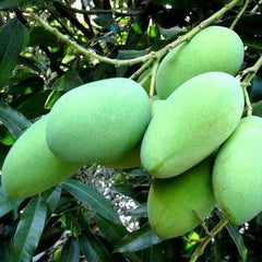Mango Mallika Plant