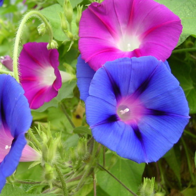 Acquire Ipomoea Indica Vine: Online Garden Addition, Secure Ipomoea Indica Purchase: E-commerce Botanical Transaction, Get Ipomoea Indica Plant Online: Convenient Botanical Purchase, Purchase Ipomoea Indica Plant Online: Botanical Acquisition