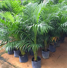 online areca plant, fresh areca palm plant for home, plant under 299, online plant for home