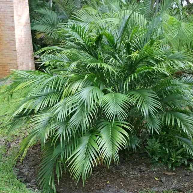 sepotia palm plants, buy online plants, best plants shop