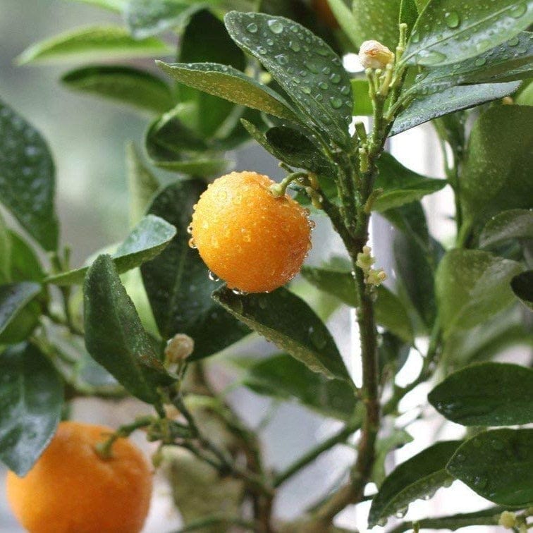 Transform your space with the zest of Chinese Orange, available for online order, Elevate your garden with premium Chinese Orange Plant quality, available online, Effortless online purchase for vibrant and citrusy additions to your garden