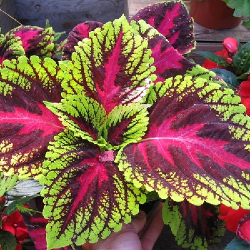 Transform your green space with the charm of Coleus available for online order, Experience the beauty of Coleus, buy online now, Buy Coleus Plant Online Vibrant foliage at your fingertips