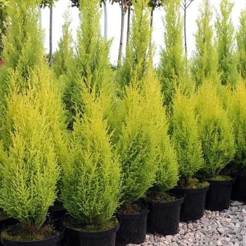 Secure Online Purchase of Golden Cypress, Bring Home the Beauty: Buy Golden Cypress, Buy Golden Cypress Tree with Vibrant Foliage, Golden Hinoki Cypress Available for Order