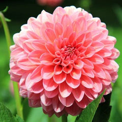 Shop Dahlia Varieties: A Colorful Garden Upgrade, Purchase Dahlia Plants Online: Blossom Your Space, Dahlia Flower Sale: Explore Nature's Palette