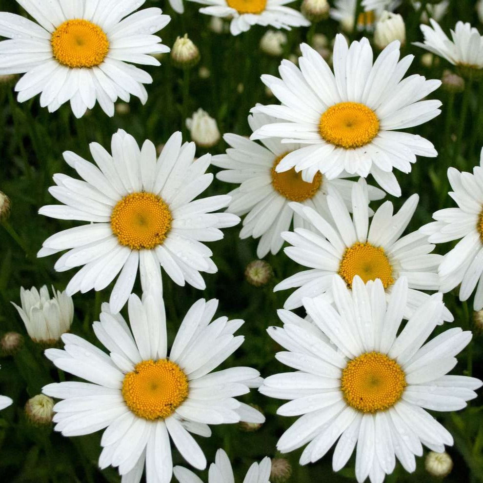 best plants under 49, new live plants under 49, shop for fresh daisy flower plant, new online indoor plants