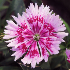 Purchase Dianthus Flowers Online - Bring Joy to Your Garden with Easy Ordering, Order Dianthus Plants Online - Add a Splash of Color to Your Outdoor Space