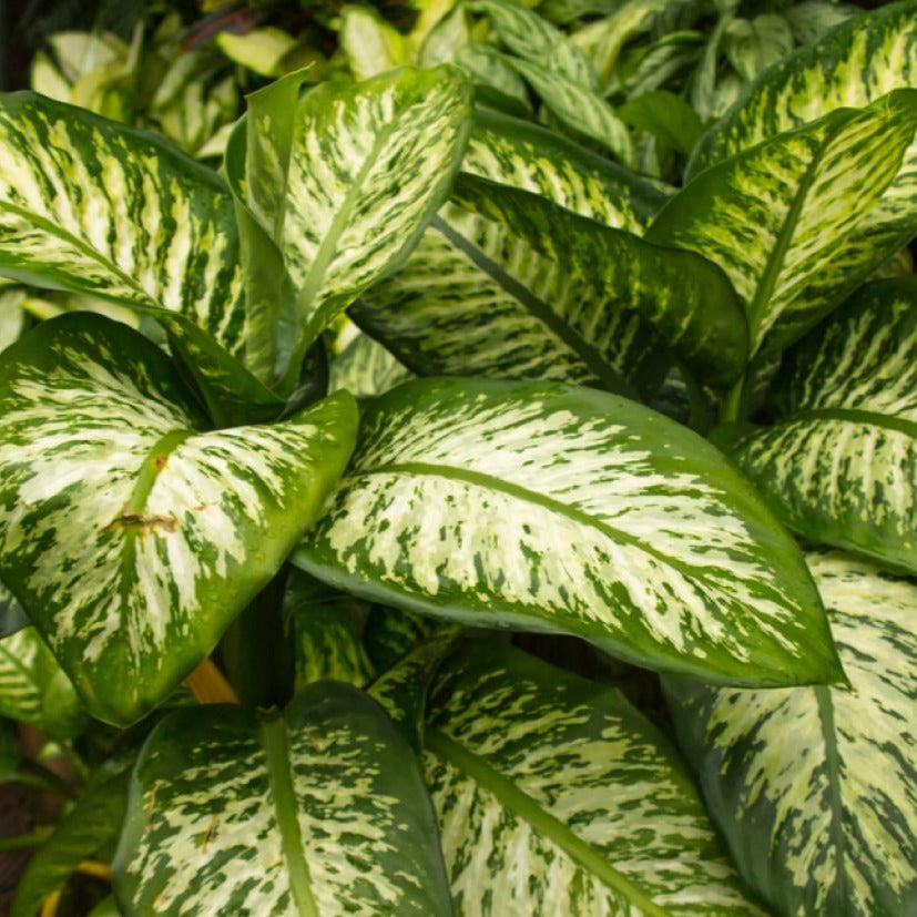 new fresh online plants, shop for online Dieffenbachia Plant, indoor plant for home