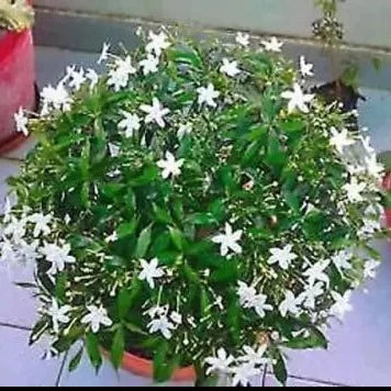 Enhance your indoor garden with the graceful beauty of a Drop Chandani plant, Purchase a distinctive Drop Chandani plant online for your collection, Bring home the charm: Order Drop Chandani plant online for immediate enjoyment