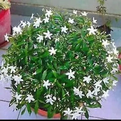 Enhance your indoor garden with the graceful beauty of a Drop Chandani plant, Purchase a distinctive Drop Chandani plant online for your collection, Bring home the charm: Order Drop Chandani plant online for immediate enjoyment