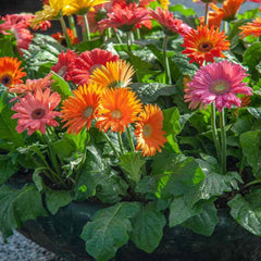 Assorted Gerbera Varieties in a Garden, Sunlit Gerbera Blooms with Green Foliage, Gerbera Jamesonii: Beautiful Transvaal Daisy, Diverse Gerbera Garden Display