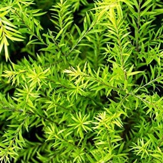 Golden Bottle Brush Foliage and Blooms, Botanical Detail of Golden Bottle Brush Plant, Native Australian Plant: Golden Bottle Brush