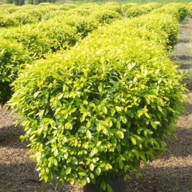 Order Your Ficus Golden Plant Today, Golden Foliage Ficus for Indoor Gardens, Bring Home the Ficus Golden Variety
