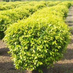 Order Your Ficus Golden Plant Today, Golden Foliage Ficus for Indoor Gardens, Bring Home the Ficus Golden Variety