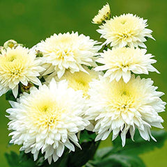 Chrysanthemum Garden Charm: Nature's perfection