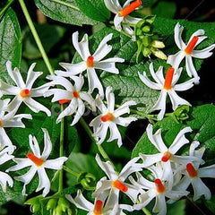 Acquire Harsingar Plant Online: Parijat, or Parijatak, for a delightful and fragrant addition to your greenery, 