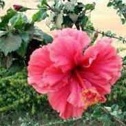Order Hibiscus Plant Online: Elevate your landscape with the tropical beauty of this captivating flowering plant, Purchase Hibiscus Flowering Plant Online: Enhance your outdoor space with the stunning colors of hibiscus blooms, Buy Online: Hibiscus Shrub - Bring the elegance of these iconic flowers to your garden effortlessly, 