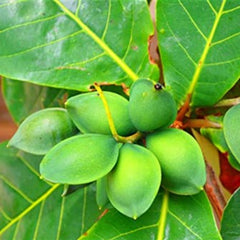Terminalia Catappa / Indian Almond