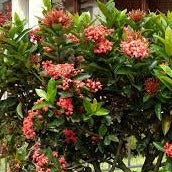 Shop for Ixora Coccinea Online: Internet-based Botanical Purchase, Order Ixora Coccinea Plant Online: Web-based Floral Procurement, Add Ixora Coccinea Bush to Cart: Virtual Floral Beautification