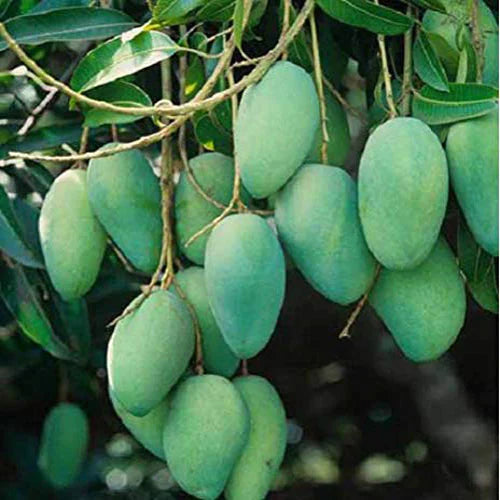 shop for best lagra mango plant online