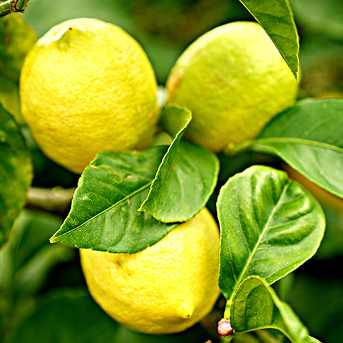 Kaffir Lime Citrus: Versatile Ingredient for Savory and Sweet Recipes, Gandharaj Lime: Fragrant Citrus Perfect for Beverages and Desserts, Kaffir Lime Leaf: Essential Herb in Thai and Indonesian Cuisine