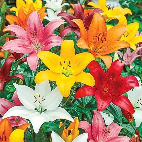 shop for best lilium plant online, buy now fresh lilium plant at lowest price, shop for best lilium plants