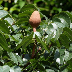 Mahogany Tree