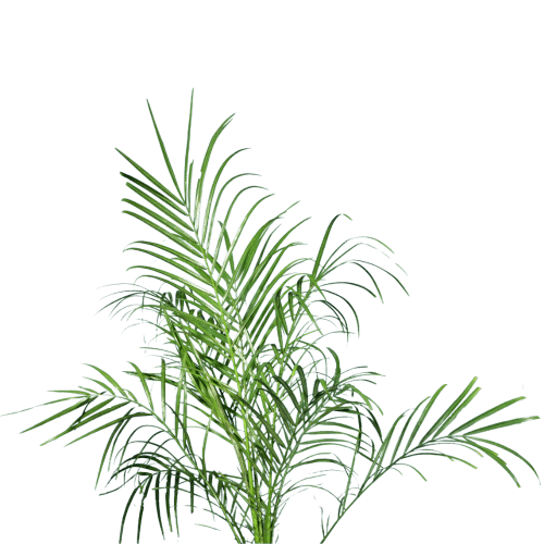 Phoenix Palm with Pot