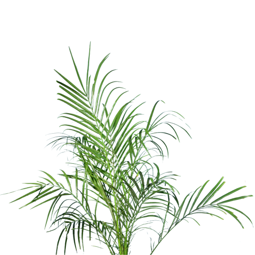 Phoenix Palm Plant