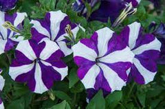 Petunia Plant