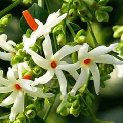 Raat Ki Rani, Raat Rani, Night Blooming Jasmine Plant