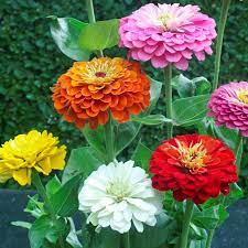 Zinnia Plant